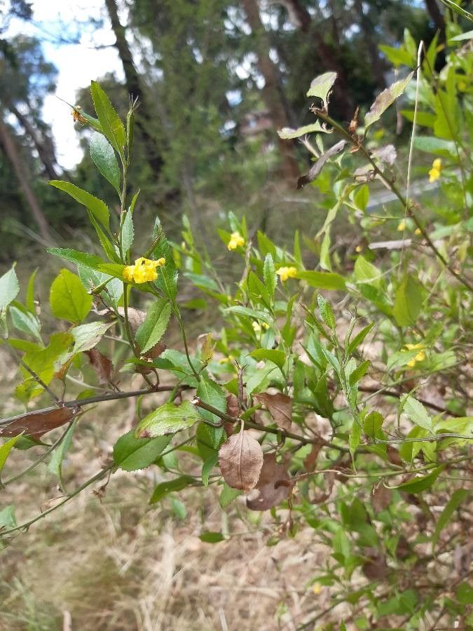 Goodenia ovata flower