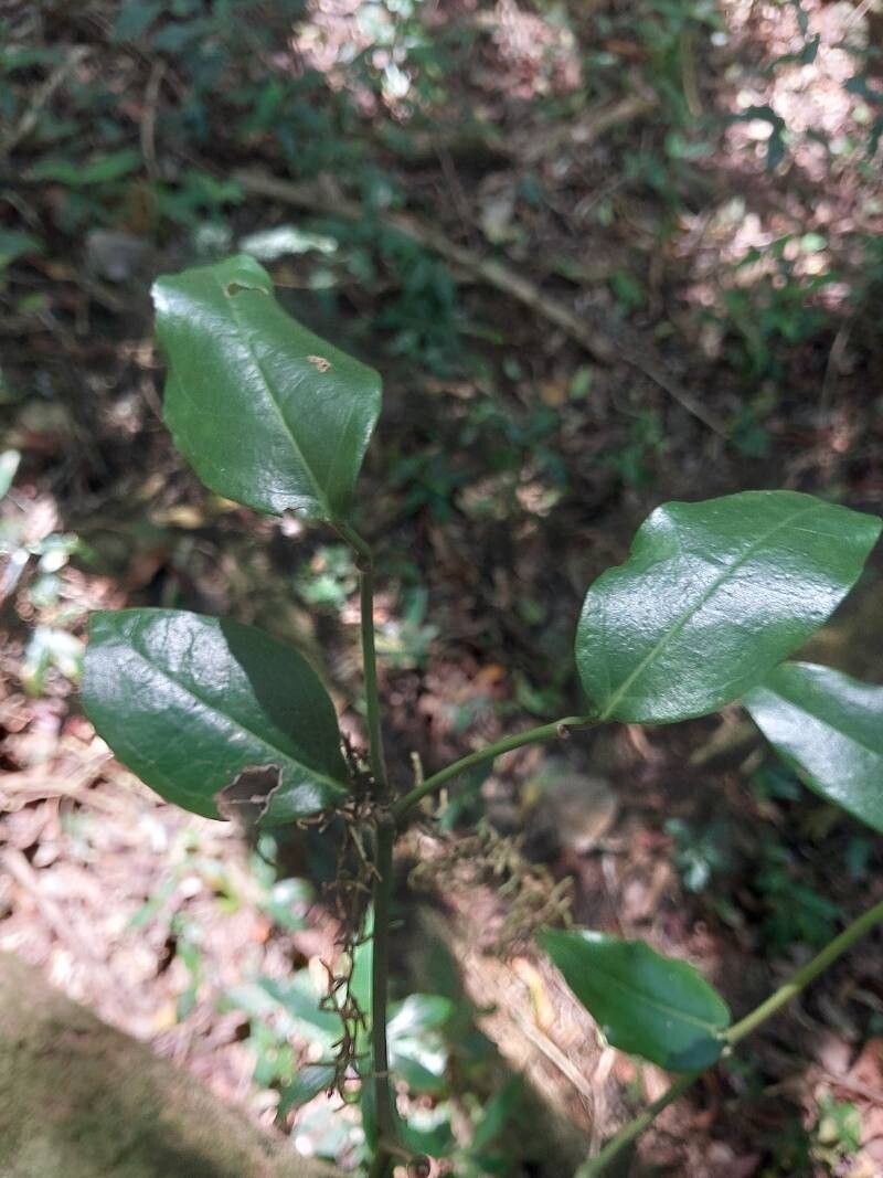 Piper madagascariense — search result for 'Piper'