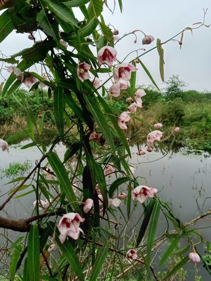 Oxystelma esculentum flower