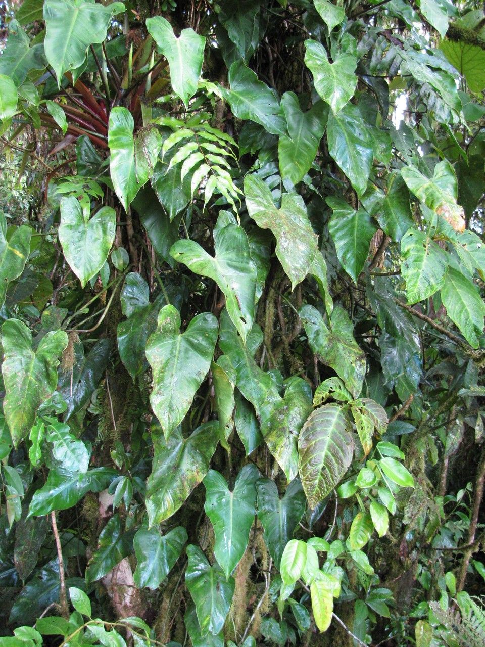 Philodendron cotonense — houseplant care guide