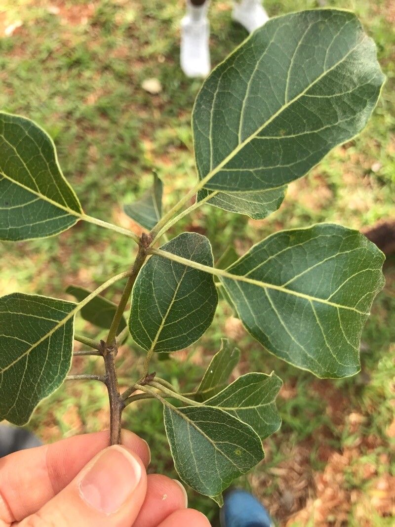 Cordia glabrata leaf