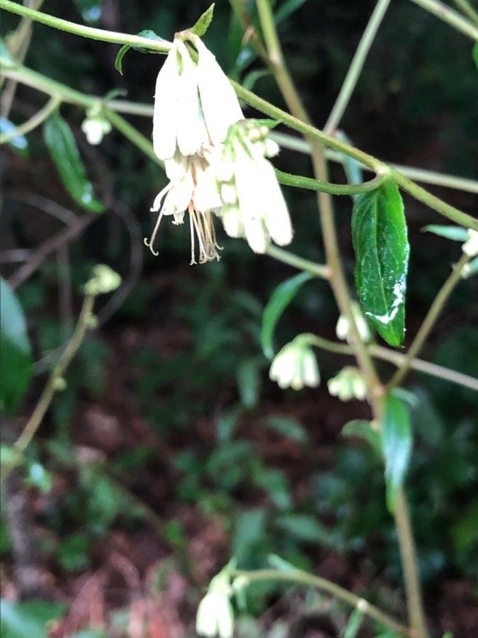 Vaccinium stamineum flower
