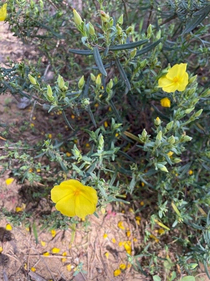 Halimium calycinum — related species from the same genus