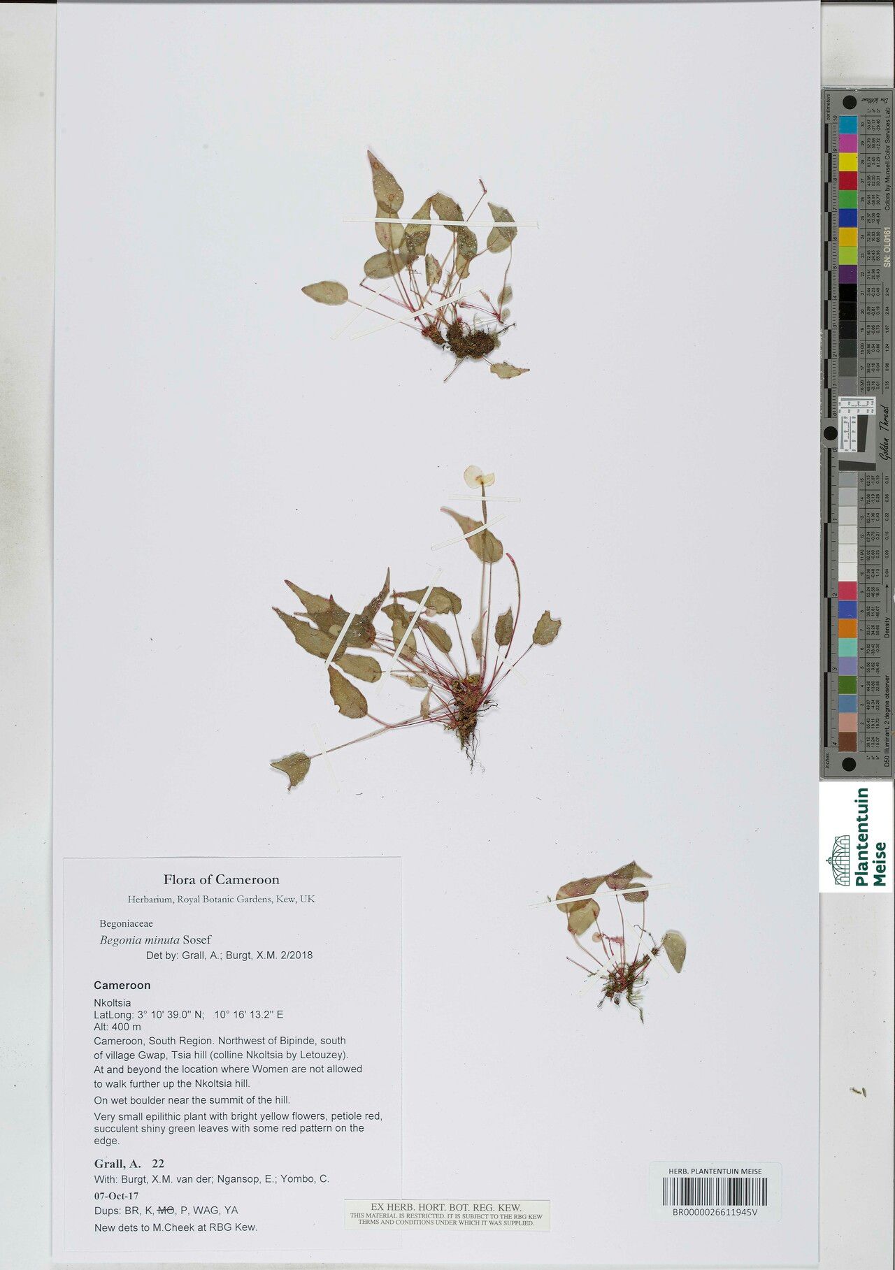 Begonia minuta — houseplant care guide