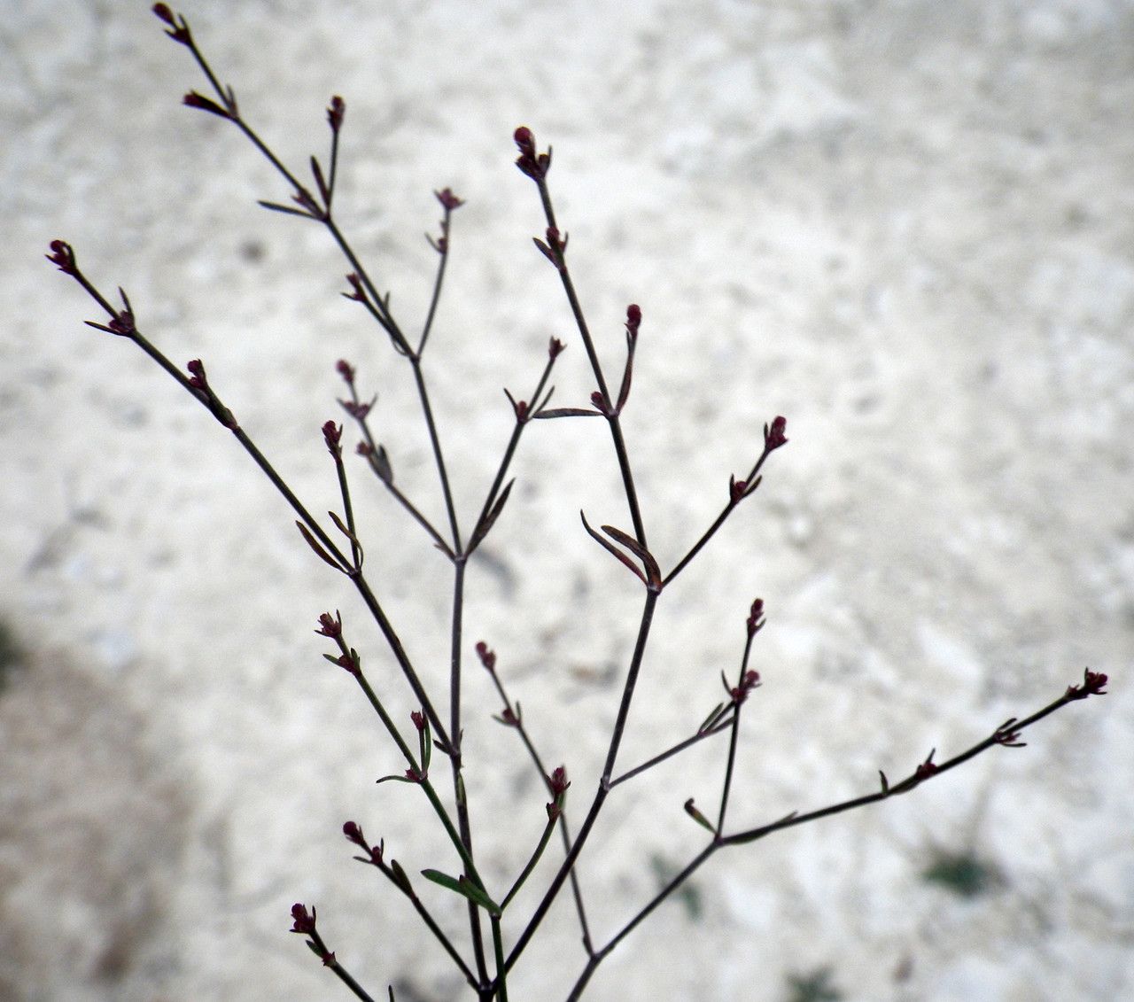 Asperula cypria flower