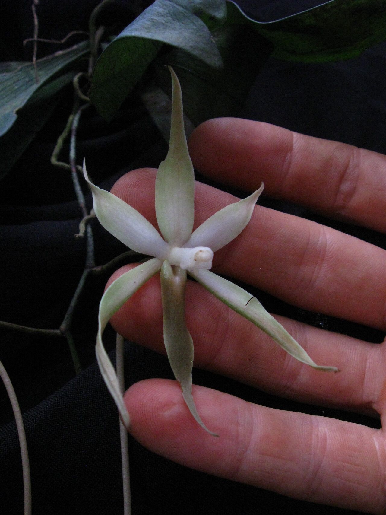 Aerangis stelligera — search result for 'Aerangis'