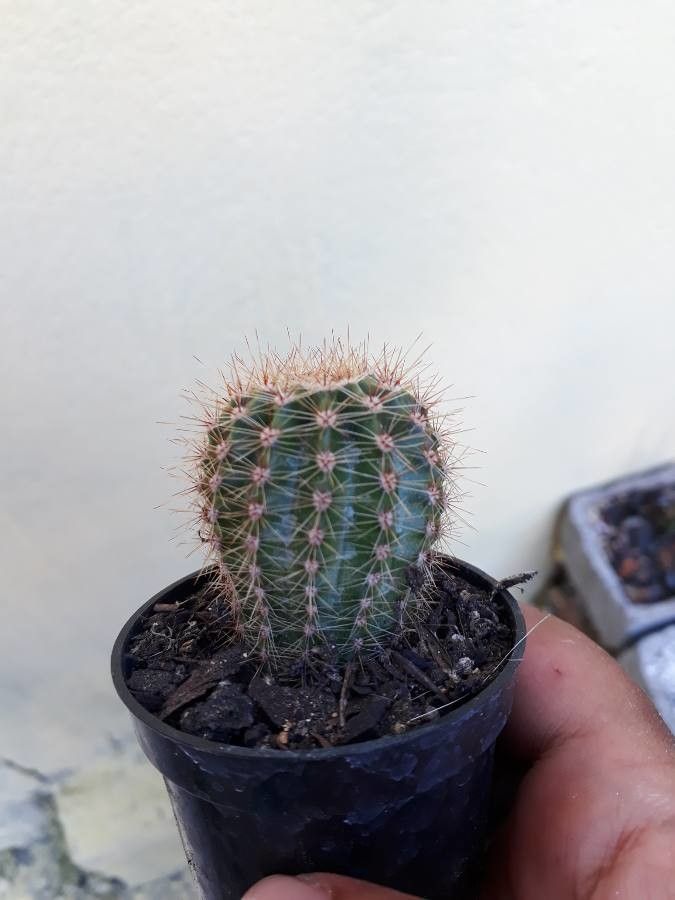 Echinocereus pectinatus fruit