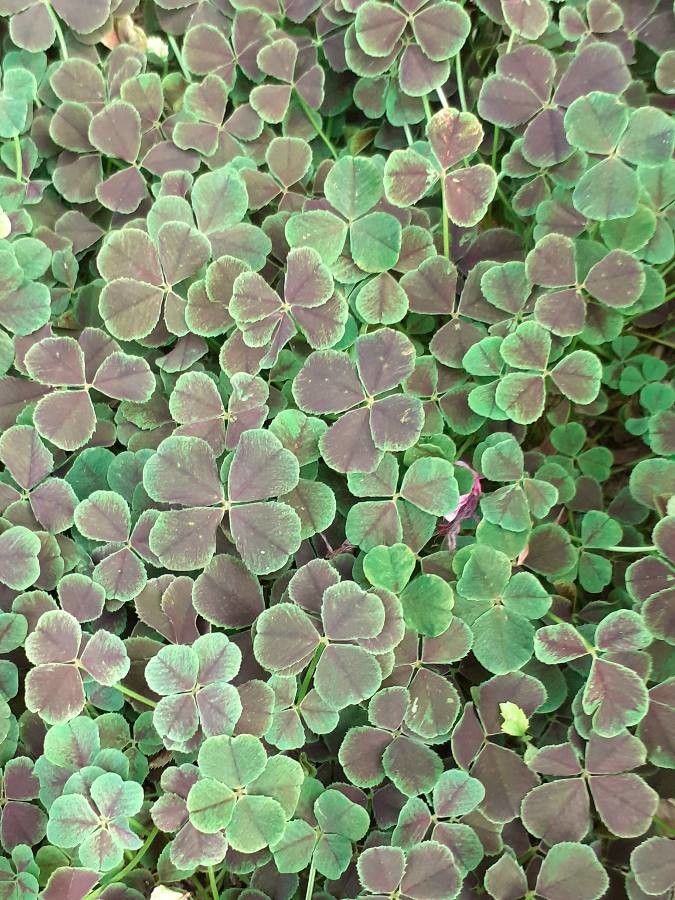 Oxalis purpurea