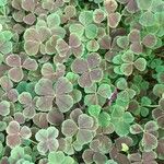Oxalis purpurea