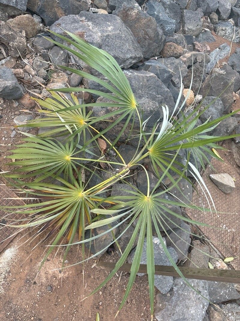 Coccothrinax gracilis — search result for 'Coccothrinax'