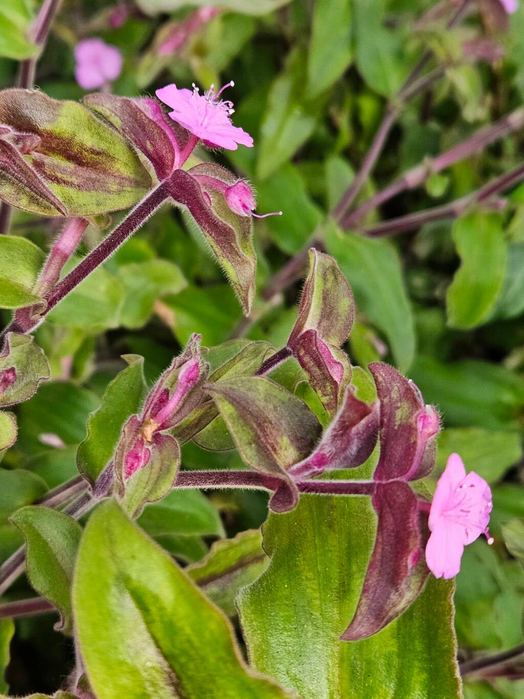 Tradescantia standleyi — search result for 'Tradescantia'