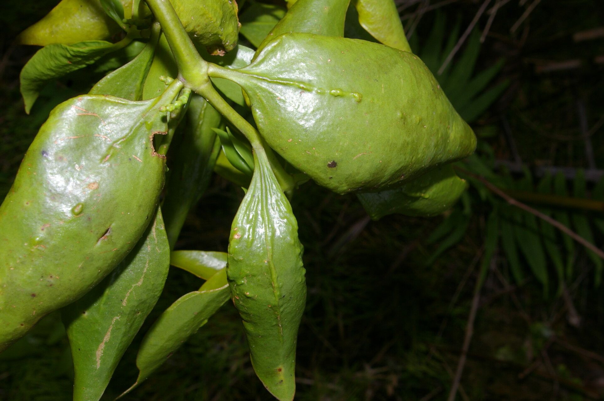 Phoradendron piperoides fruit