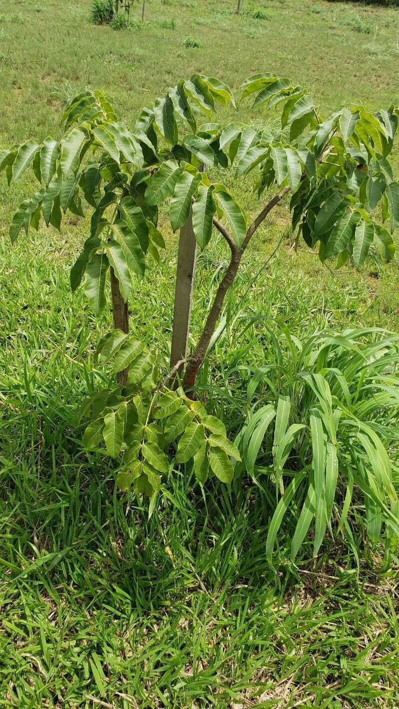 Astronium fraxinifolium habit