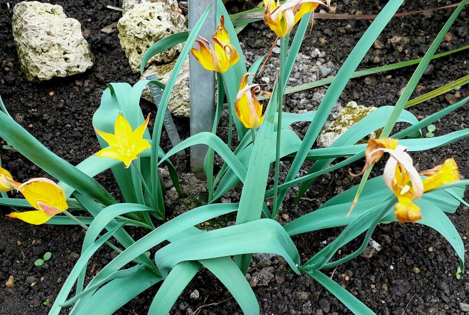 Tulipa kolpakowskiana habit