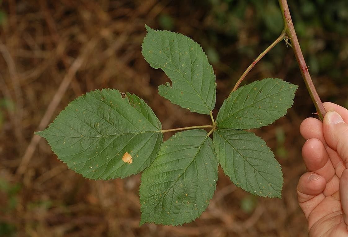 Rubus orthostachys — houseplant care guide