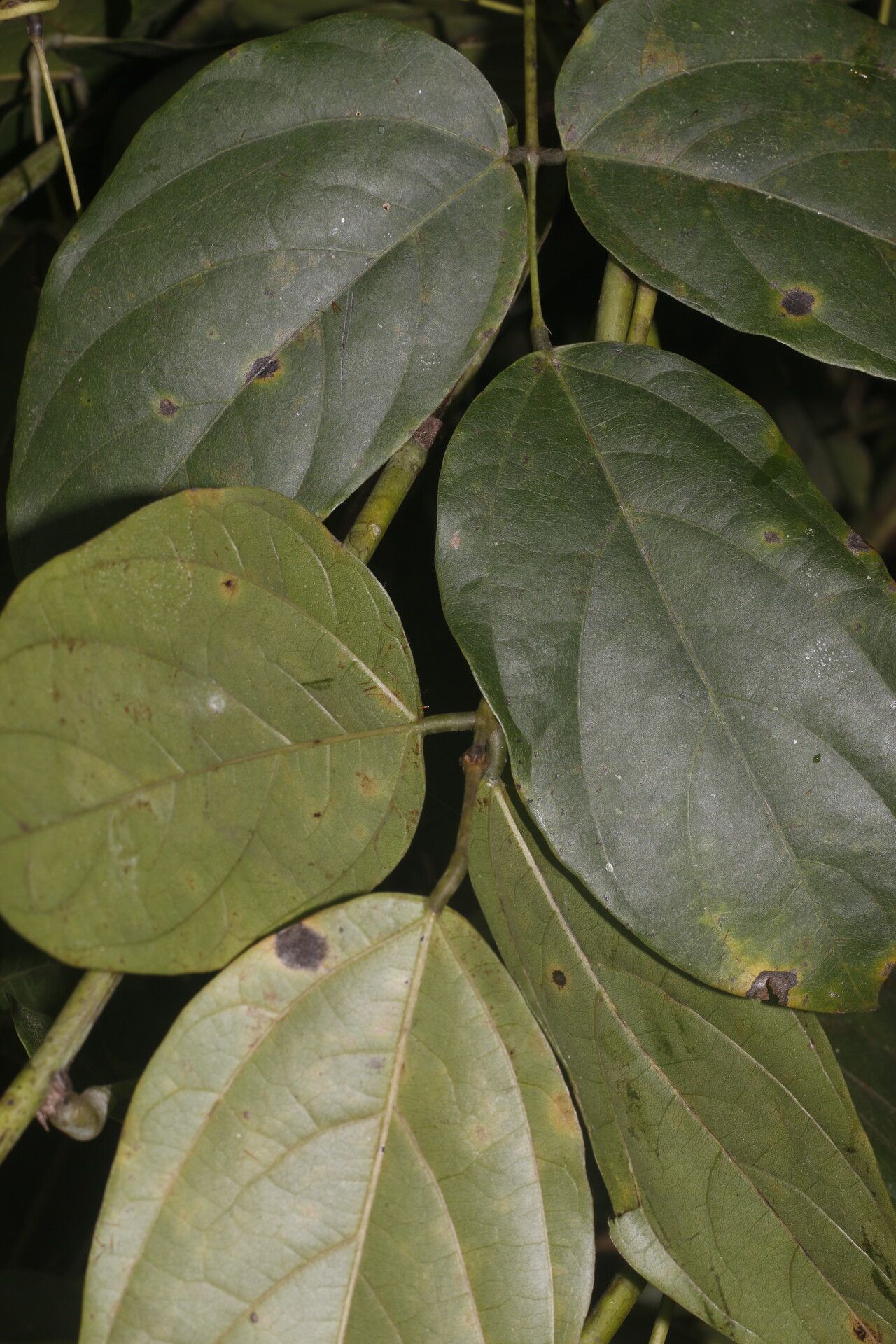 Mucuna mutisiana leaf