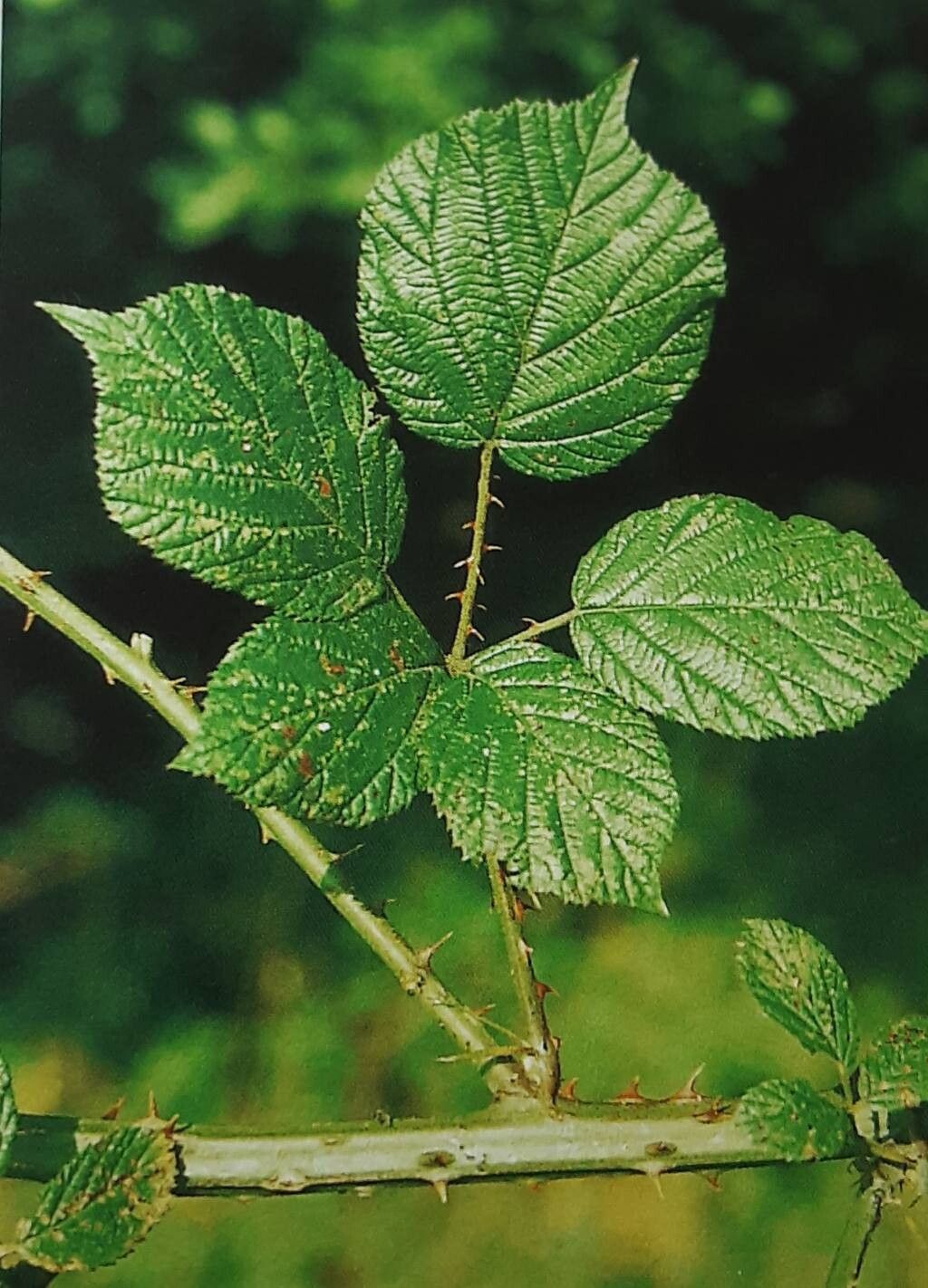 Rubus maassii — houseplant care guide