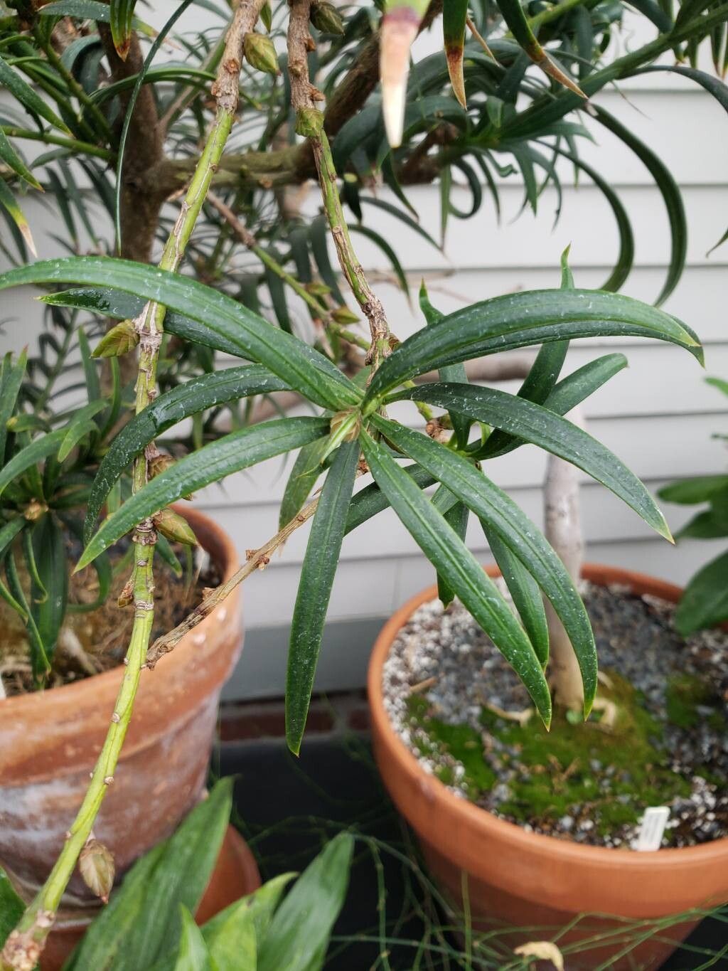 Amentotaxus formosana — related species from the same genus