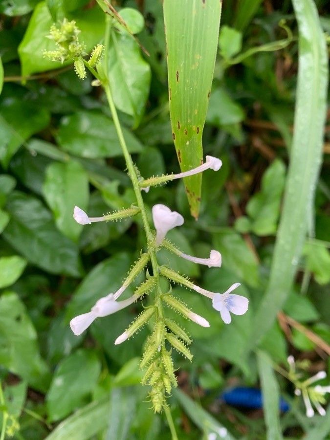 Plumbago scandens flower