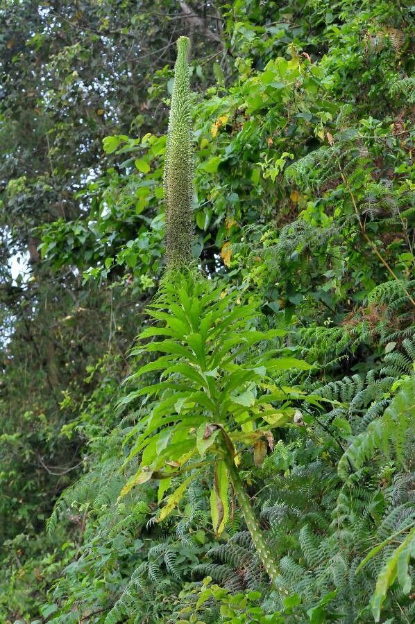 Lobelia giberroa habit