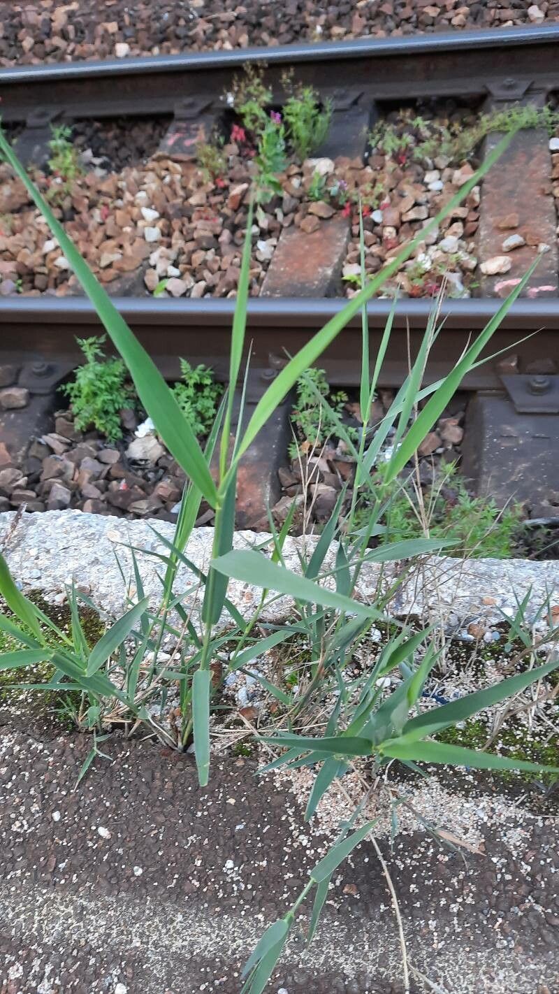 Thinopyrum intermedium — houseplant care guide