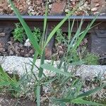 Thinopyrum intermedium