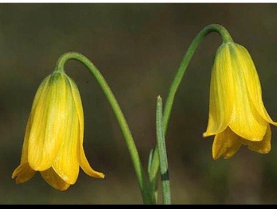Fritillaria rixii — search result for 'Fritillaria'