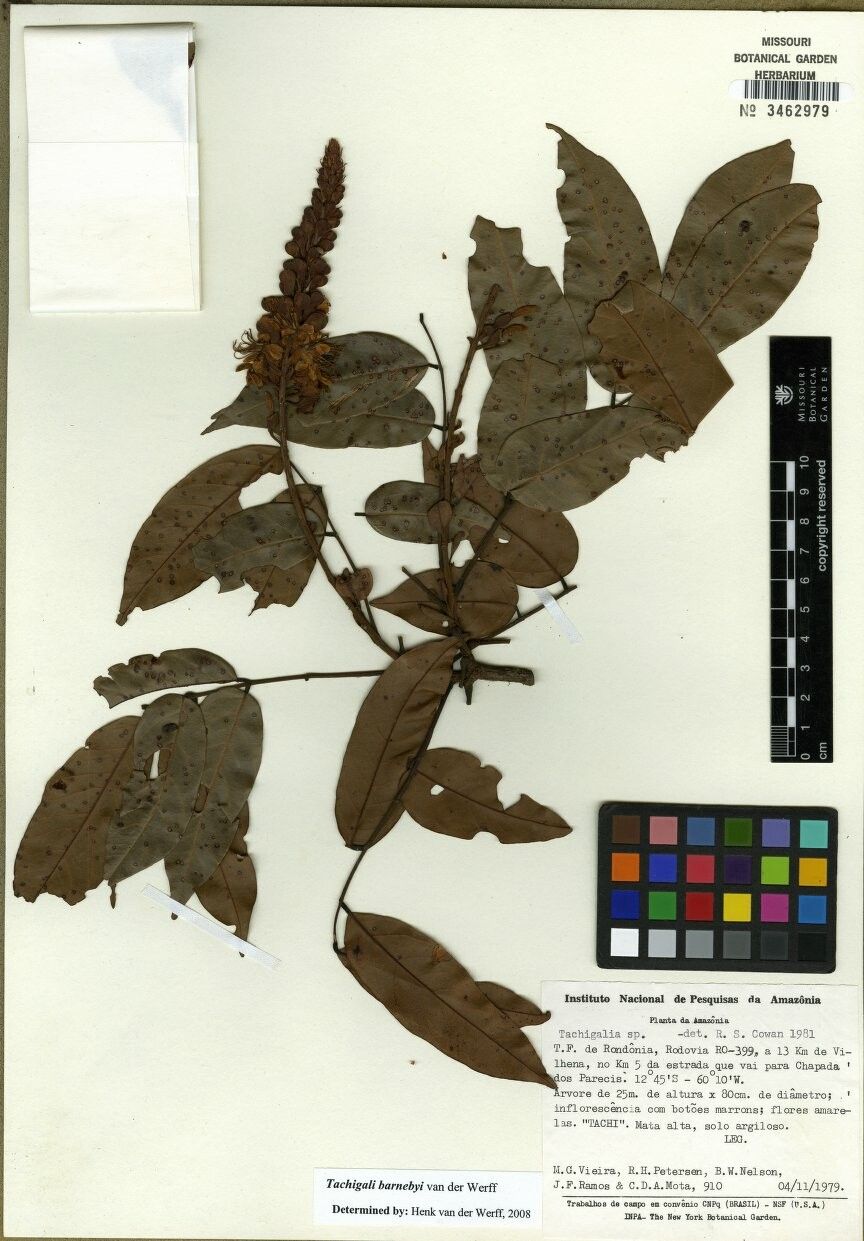 Tachigali barnebyi — related species from the same genus
