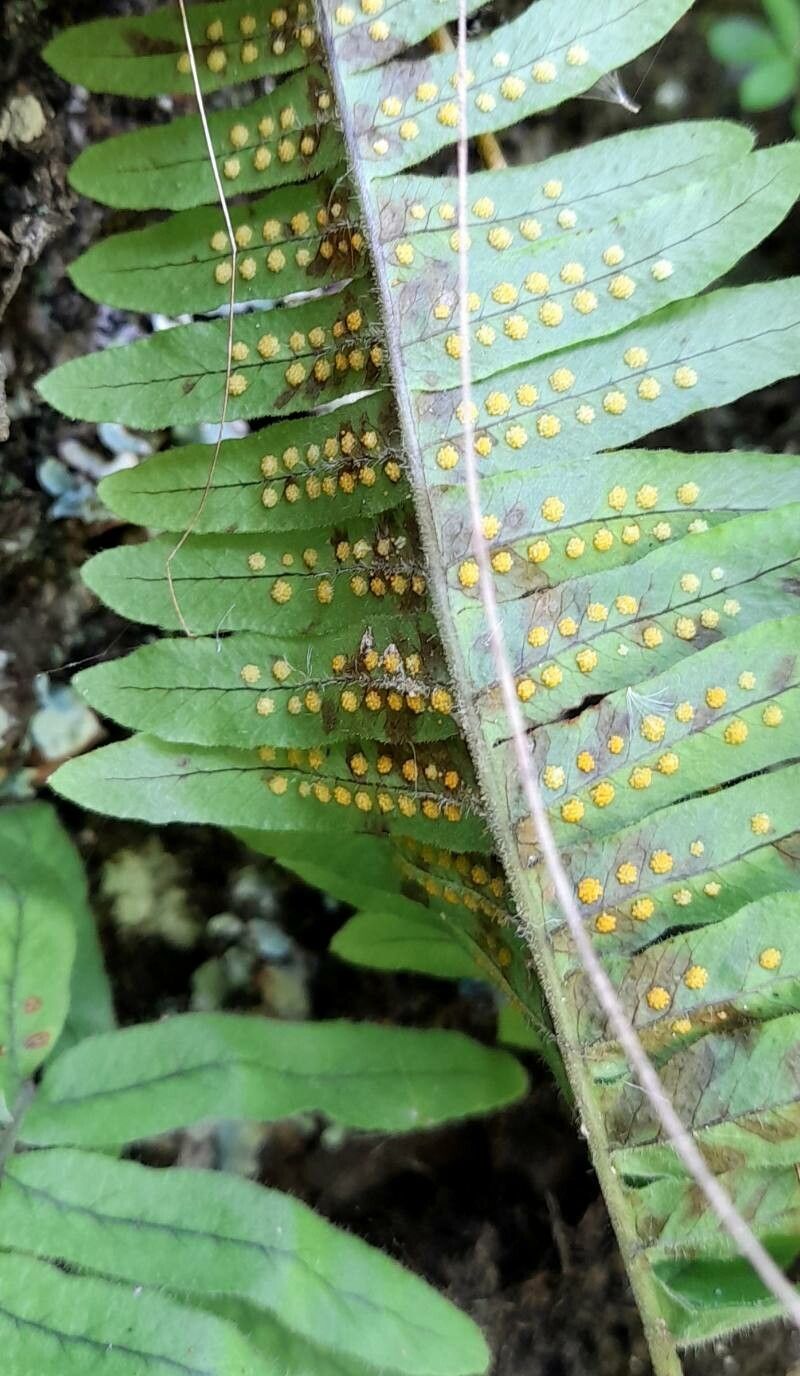 Serpocaulon lasiopus fruit