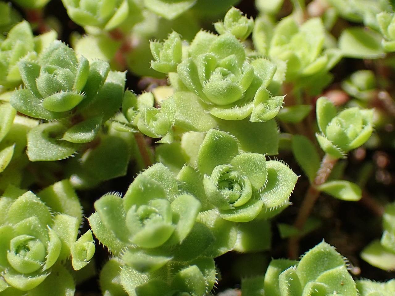 Crassula setulosa habit
