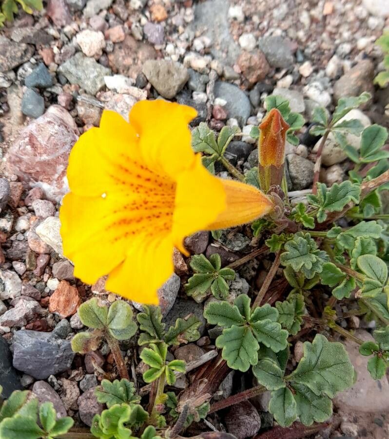 Argylia uspallatensis flower