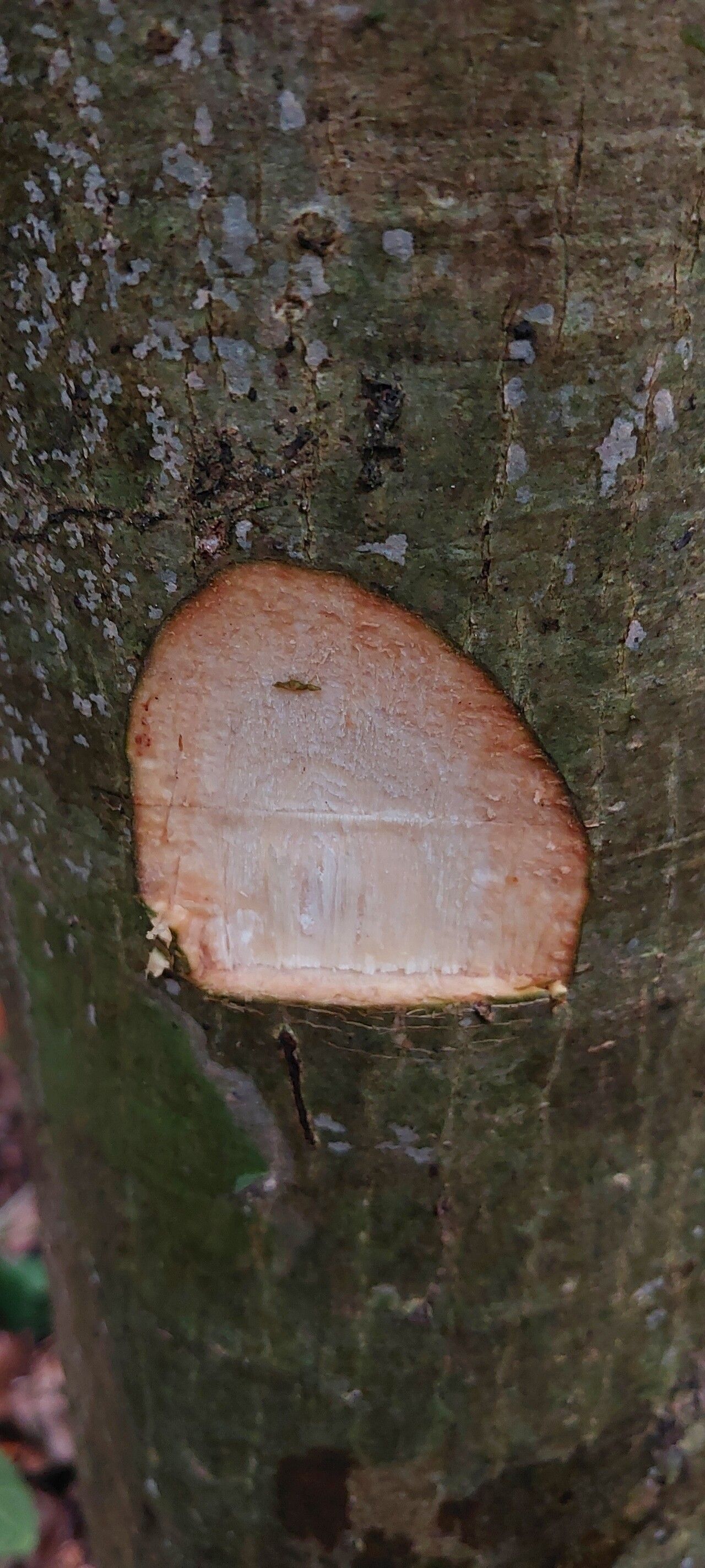 Cola altissima bark