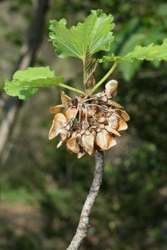 Dombeya acutangula fruit