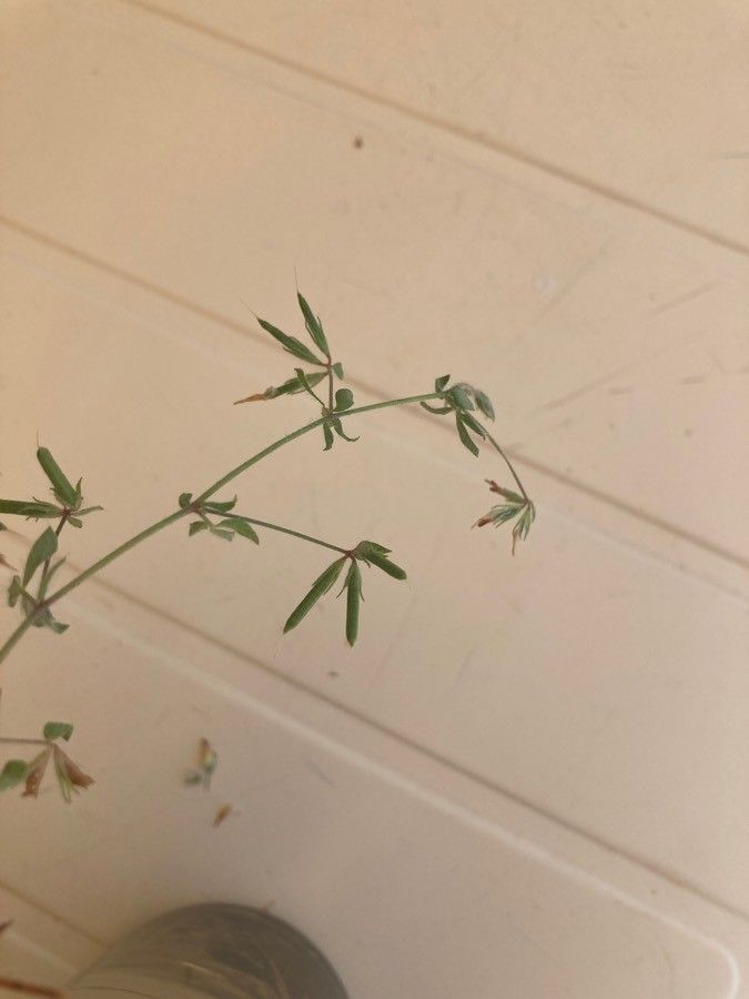 Lotus angustissimus fruit