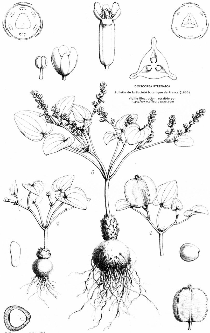Dioscorea pyrenaica flower