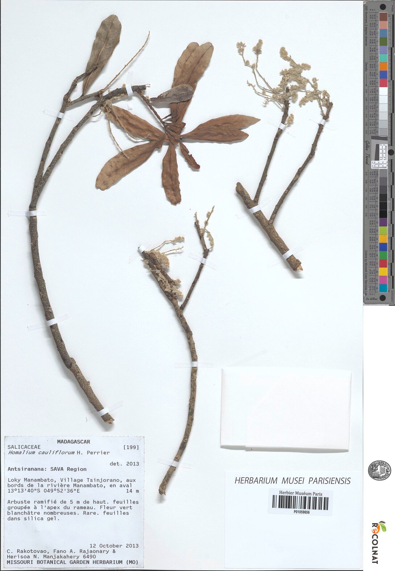 Homalium cauliflorum — houseplant care guide