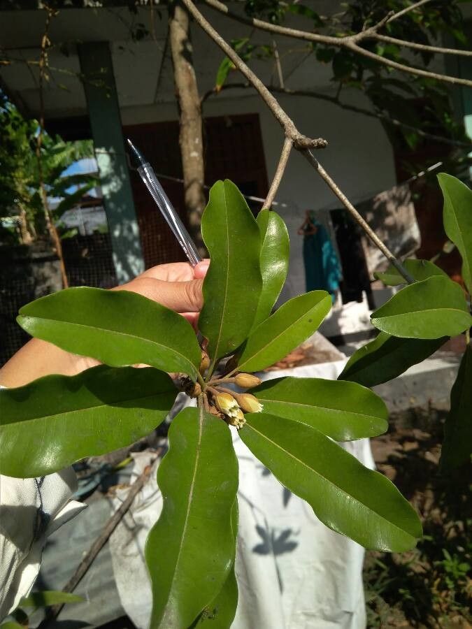 Mammea americana flower