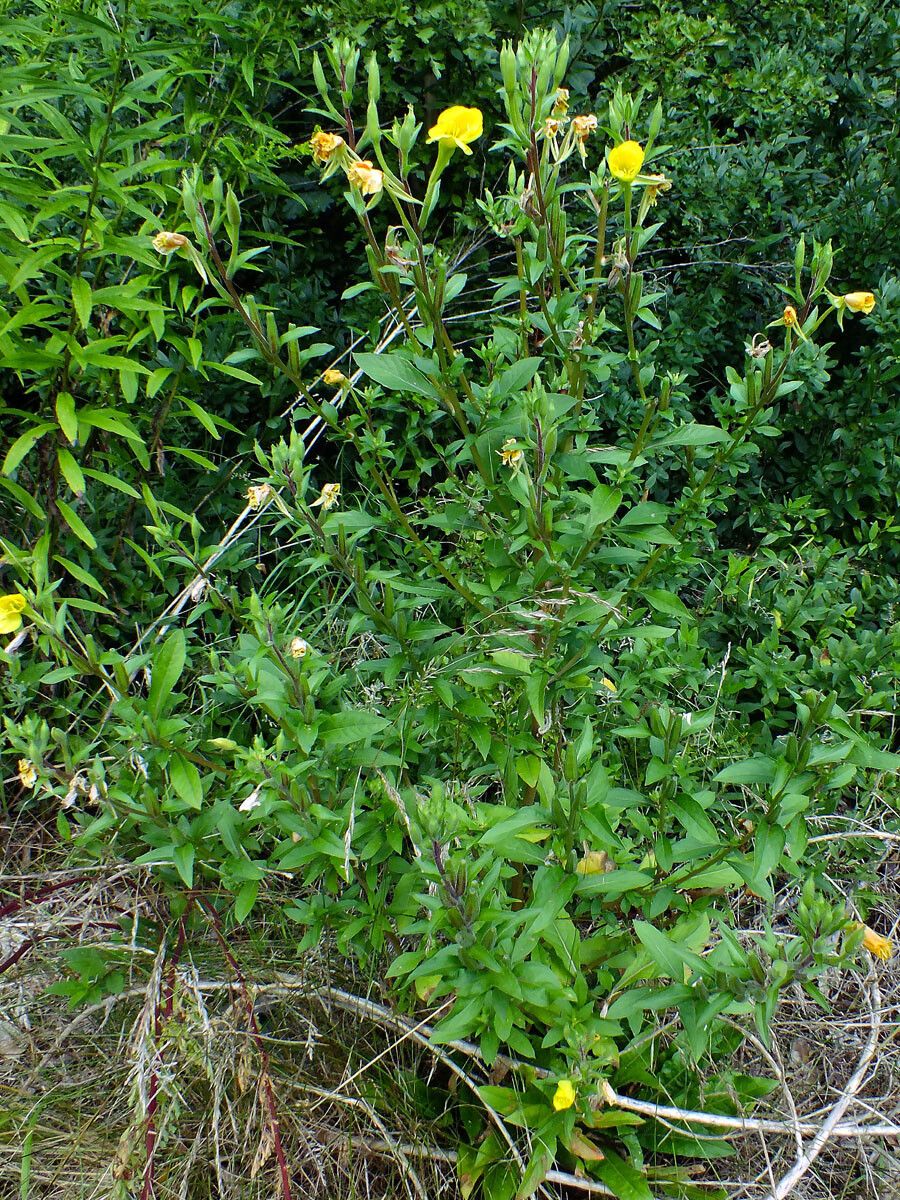 Oenothera rubricaulis habit