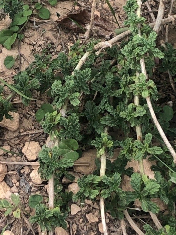 Sideritis laxispicata — houseplant care guide