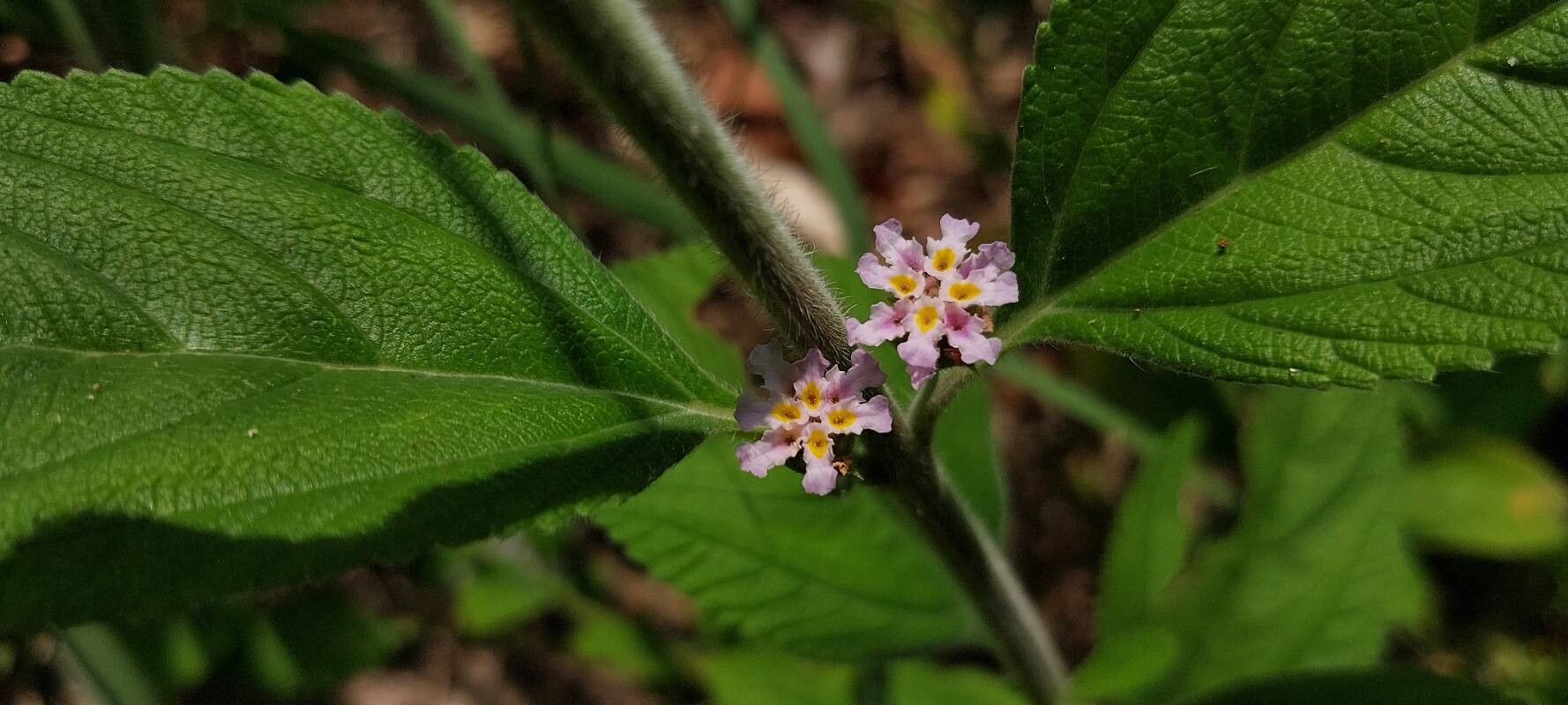 Lippia multiflora flower