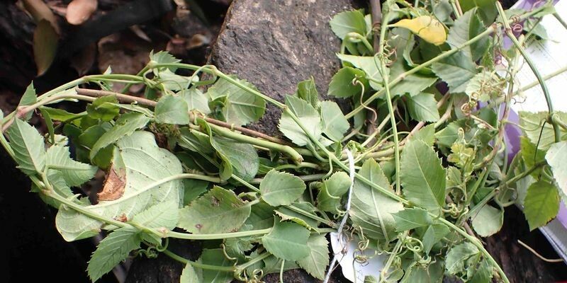 Cayratia ibuensis — related species from the same genus