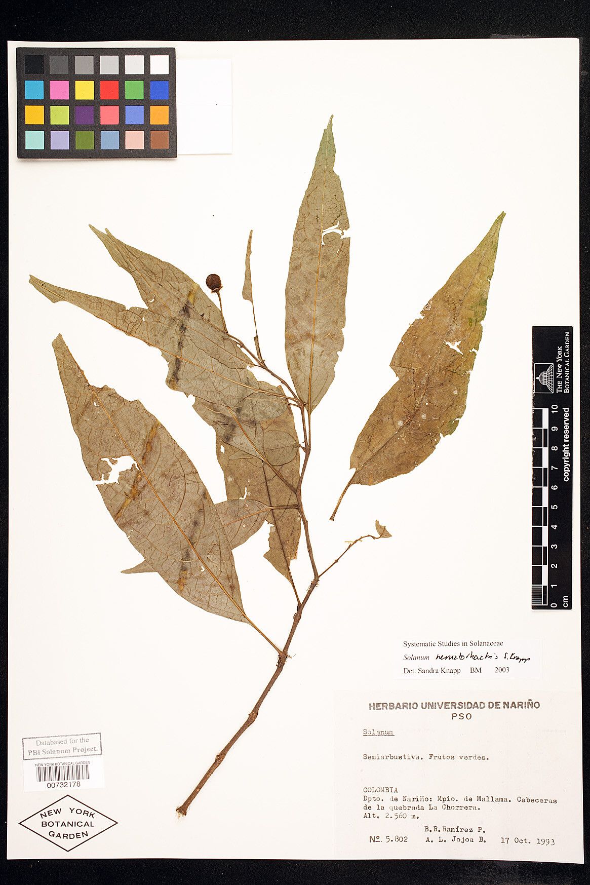 Solanum nematorhachis — houseplant care guide