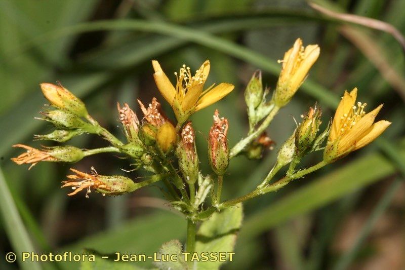 Hypericum caprifolium — search result for 'Hypericaceae'