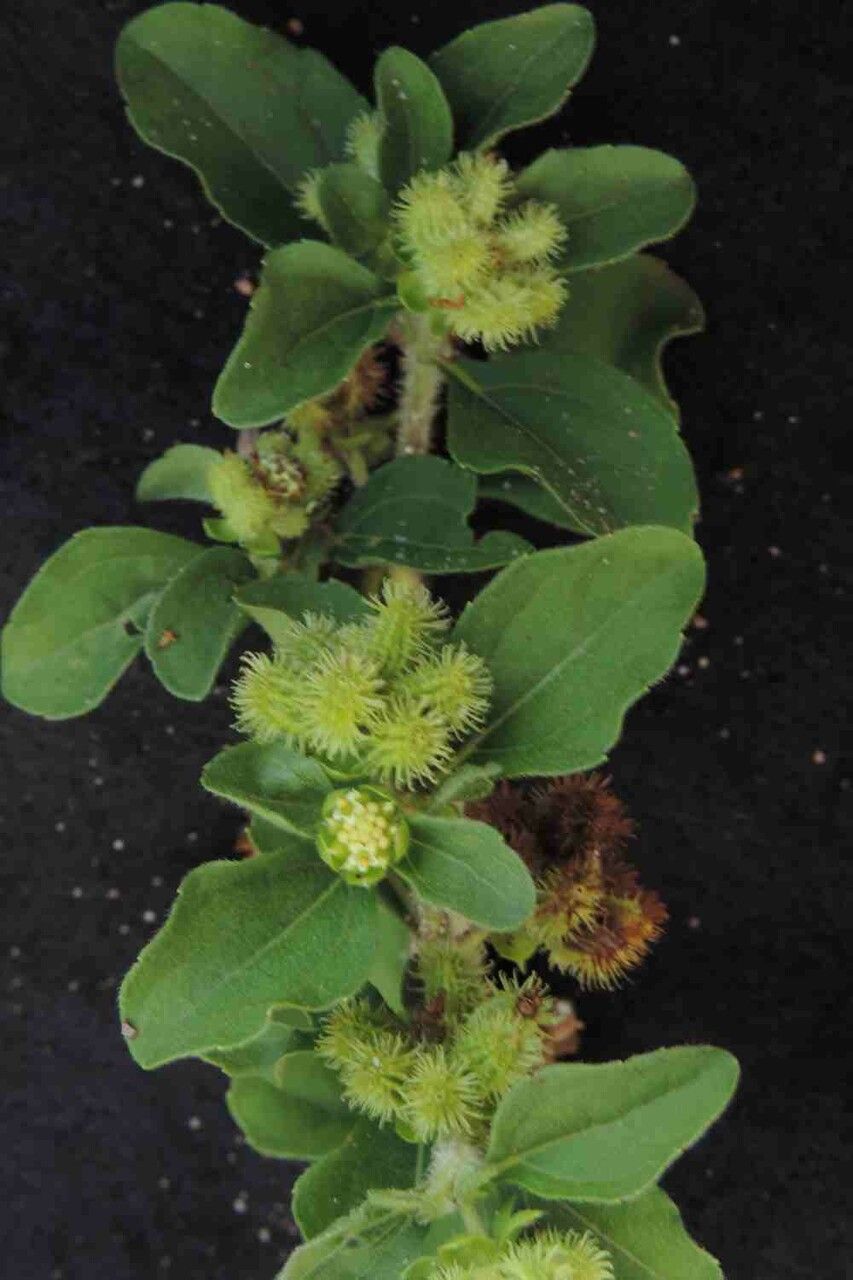 Acanthospermum australe fruit