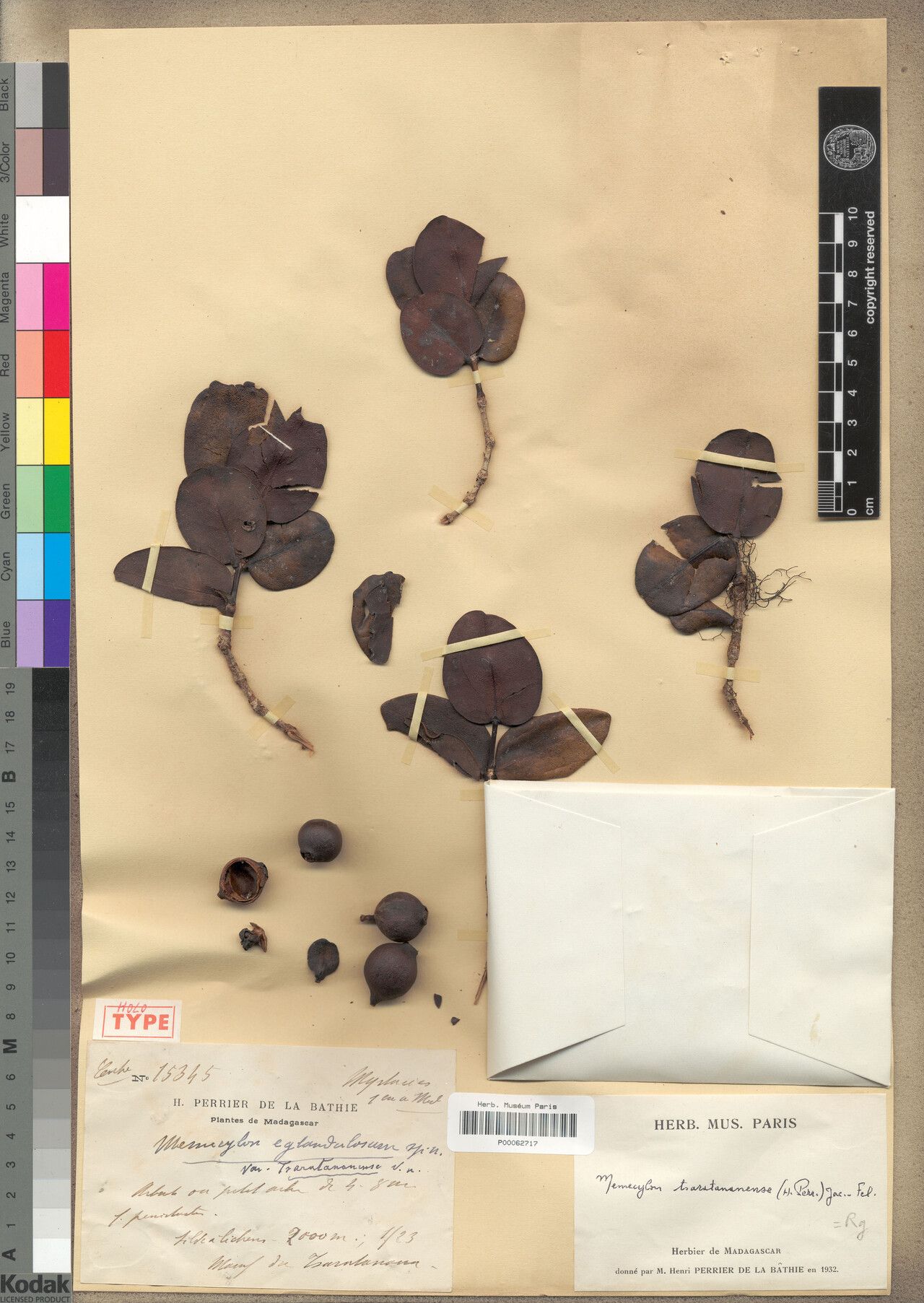 Memecylon tsaratananense — houseplant care guide