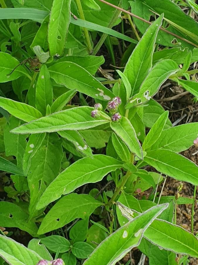 Gutenbergia boranensis leaf