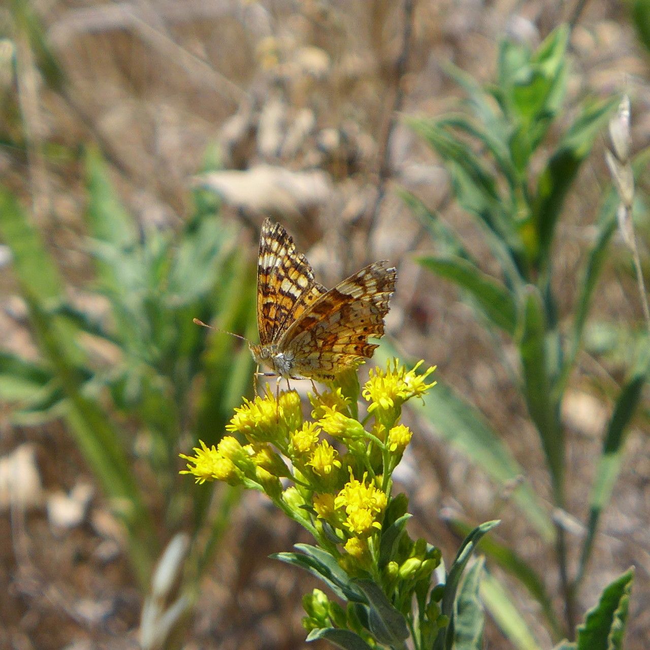 Euthamia occidentalis habit