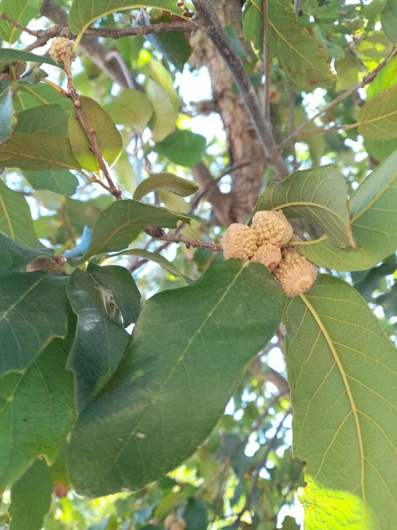 Quercus polymorpha fruit