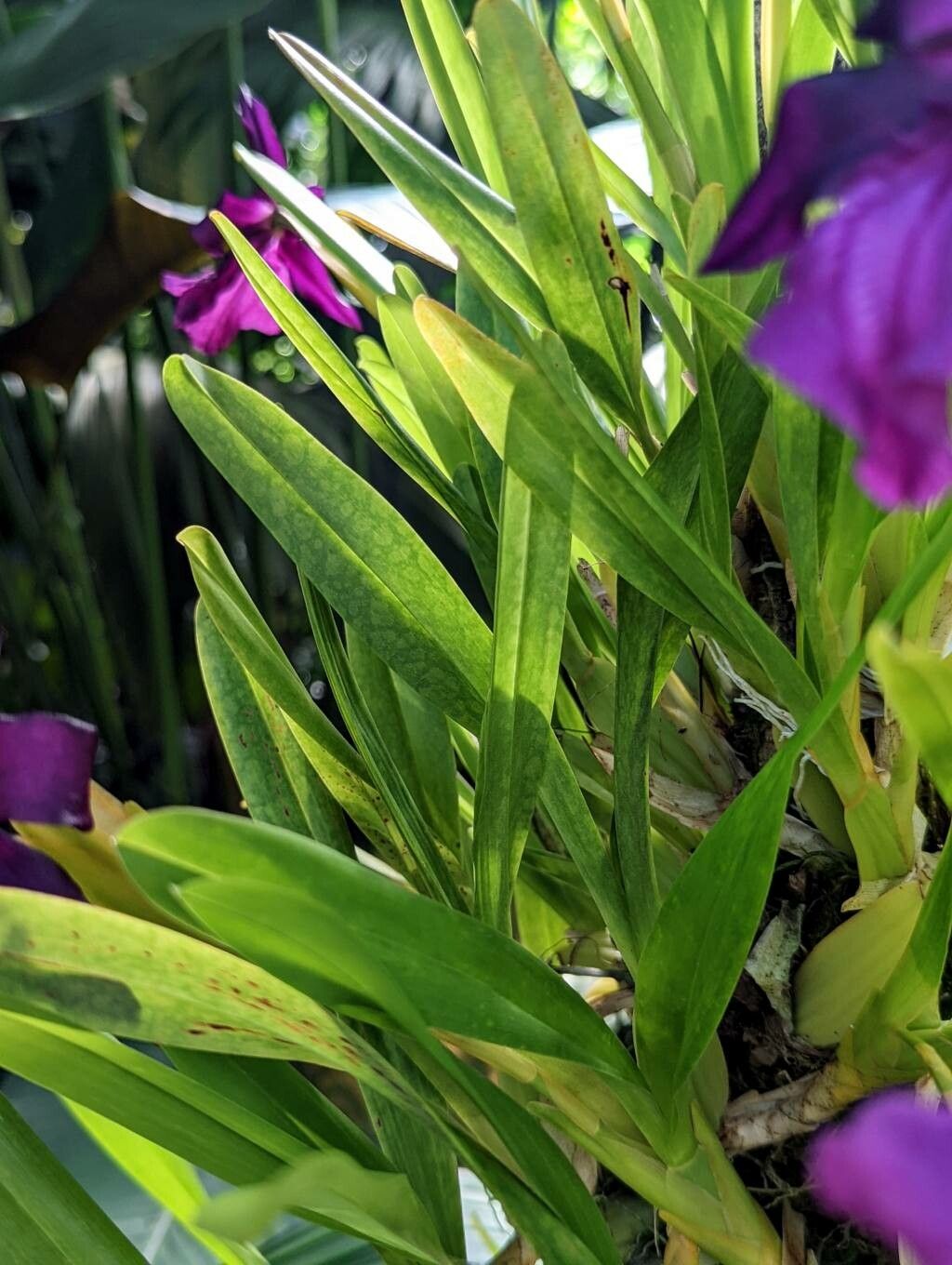 Miltonia moreliana leaf