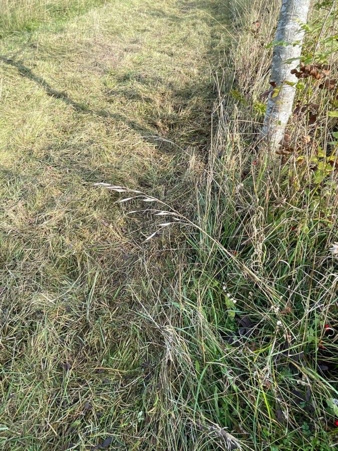 Achnatherum parviflorum flower